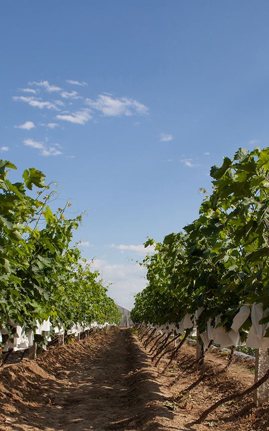 Green Farm & Produce